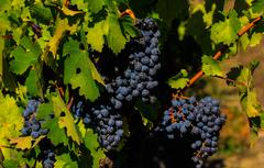 Revolve_Cabernet_Sauvignon_Grapes